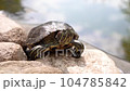 A contented red-eared turtle basks in the sun among the stones close-up. High quality video footage 104785842