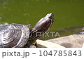 A contented red-eared turtle basks and yawns in the sun close up among the stones close-up. High quality video footage 104785843