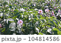 Green flowering potato bushes planted on a farm field. Light violet blooming potato flowers. Growing potatoes in the countryside 104814586