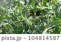 Flowering green peas close-up. Pods with green peas ripen in a pea field 104814587