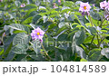 Green flowering potato bushes planted on a farm field. Light violet blooming potato flowers. Growing potatoes in the countryside 104814589