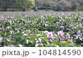 Green flowering potato bushes planted on a farm field. Light violet blooming potato flowers. Growing potatoes in the countryside 104814590