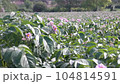 Green flowering potato bushes planted on a farm field. Light violet blooming potato flowers. Growing potatoes in the countryside 104814591