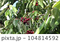 Clusters of ripe red cherries with green leaves on branche tree. The ripened red cherry close-up 104814592