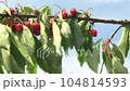 Clusters of ripe red cherries with green leaves on branche tree. The ripened red cherry close-up 104814593