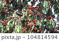 Clusters of ripe red cherries with green leaves on branches tree. The ripened red cherry close-up 104814594