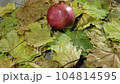 Pomegranate fall on a wooden table with yellow autumn leaves. Slow motion shot 104814595