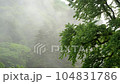 清流の新緑と霧 104831786