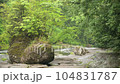 渓谷の新緑 104831787