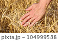 Woman hand among wheat with ripe ears 104999588