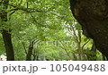 靖国神社 境内の緑 105049488