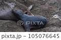 Rare quality close up video of a newly born elephant seal pup and its mother on the California coast by San Simeon. The mother is defending her pup and territory. Series of 4 clips of rarely seen live 105076645