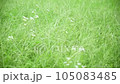 夏天的野花和花朵在風中搖曳 105083485
