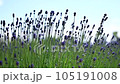 lavender 105191008