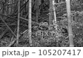 Desolate bamboo forest monochrome 105207417