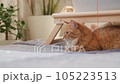 Curious ginger cat looks on sunbeams. Fluffy pet is lying on bed near tray with laptop at cozy home. 105223513