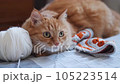 Ginger cat sits among yarn for crochet or knitting. Fluffy pet plays with knitted part and coils of threads. 105223514