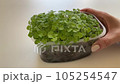Growing at home Microgreen at plastic pot from Chia seeds. . High quality 4k footage 105254547