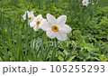 White daffodil in the park. Blooming spring flowers. Sunny day. Spring background. 105255293