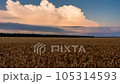 Timelapse of wheat field at sunset. Rural landscape. 105314593