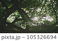 晴れた日グリーンの間から光がさす 105326694