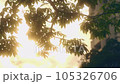 風に揺られ夕日に照らされるグリーン 105326706