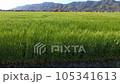 Scenery of wheat fields in Hikawa Town, Shimane Prefecture (spring) 105341613
