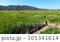 Scenery of wheat fields in Hikawa Town, Shimane Prefecture (spring) 105341614