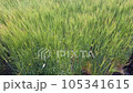 Scenery of wheat fields in Hikawa Town, Shimane Prefecture (spring) 105341615