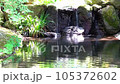 garden pond and waterfall 105372602