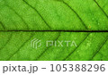 Close-up detail time-lapse of tree leaf changing color during fall season. Green autumn leaf drying getting yellow orange and brown. Timelapse macro view plant leaf texture aging during seasons change 105388296