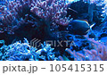 small blue fish named blue tang swimming at blue coral reefs sea water . High quality FullHD footage 105415315