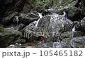 棒ノ折山ハイキングコースにある白谷沢 105465182