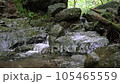 棒ノ折山ハイキングコースにある白谷沢 105465559