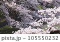 千鳥ヶ淵を彩る満開の桜と花吹雪 105550232