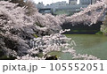 千鳥ヶ淵を春色に染める桜 105552051