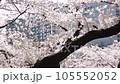 春光が注ぐ満開の桜 105552052