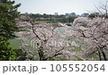 皇居のお堀を彩るソメイヨシノ 105552054
