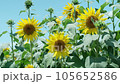 Scenery video of blooming sunflowers 105652586