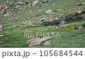 Przewalski's horses in real natural habitat environment in the mountains of Mongolia.Equus Ferus takhi dzungarian Przewalski Mongolian wild horse wildlife animal hoofed mustang brumby feral tarpan dun 105684544