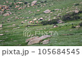 Przewalski's horses in real natural habitat environment in the mountains of Mongolia.Equus Ferus takhi dzungarian Przewalski Mongolian wild horse wildlife animal hoofed mustang brumby feral tarpan dun 105684545