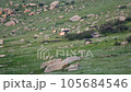 Przewalski's horses in real natural habitat environment in the mountains of Mongolia.Equus Ferus takhi dzungarian Przewalski Mongolian wild horse wildlife animal hoofed mustang brumby feral tarpan dun 105684546