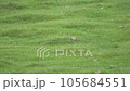 Real marmot in a meadow covered with green fresh grass.Sciuridae rodent animal wild wildlife nature genus marmota chipmunk prairie dog groundhog suslik cynomys souslik dogs marmots antelope alpine 105684551