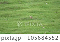 Real marmot in a meadow covered with green fresh grass.Sciuridae rodent animal wild wildlife nature genus marmota chipmunk prairie dog groundhog suslik cynomys souslik dogs marmots antelope alpine 105684552