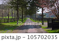 tree approach 105702035