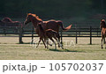 thoroughbred grazing 105702037