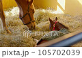 Birth of the Thoroughbred 105702039