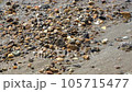 A close-up of the beach of the beautiful transparent sea. 105715477