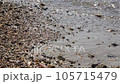 A close-up of the beach of the beautiful transparent sea. 105715479