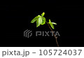 Persimmon sprout time lapse 105724037